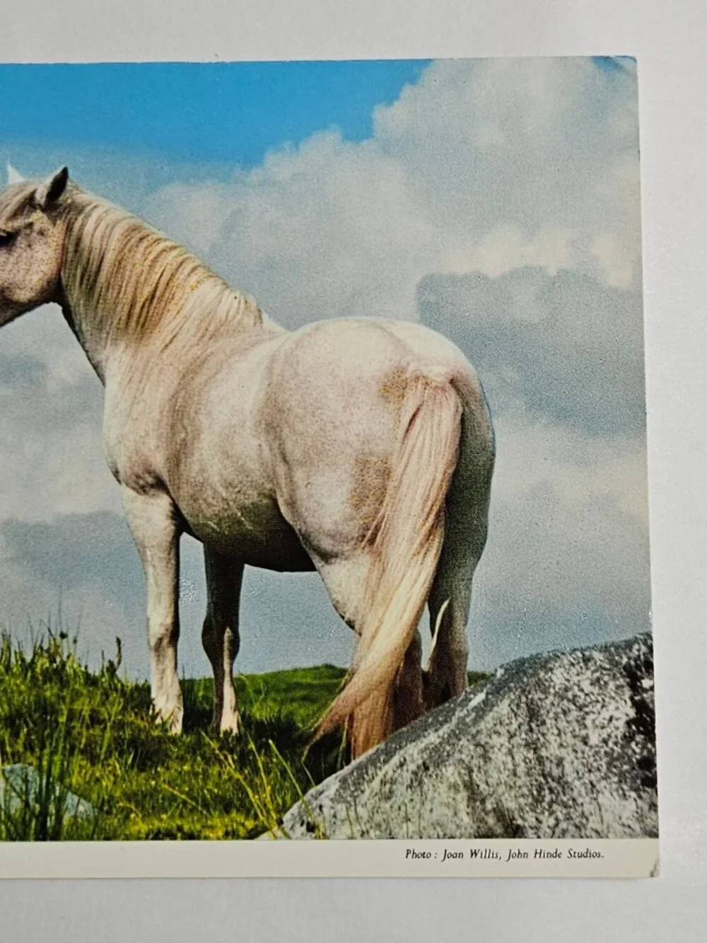 Famous Connemara Pony Ireland Postcard - Picture 3 of 4